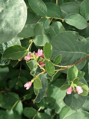 photo of Snowberry