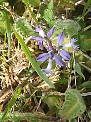 photo of Common Milkwort