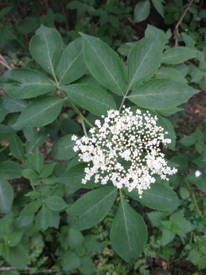 photo of Elder