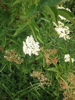 photo of Elder