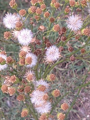 photo of Ragwort