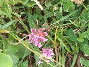 photo of Red Clover