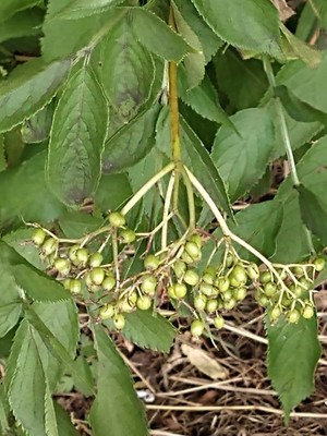 photo of Elder