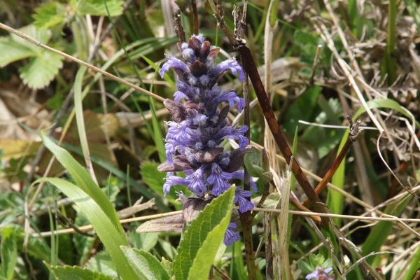 photo of Bugle
