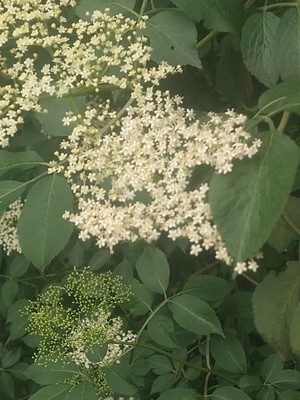 photo of Elder