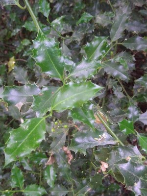 photo of Holly