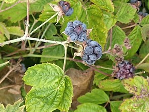 photo of Dewberry