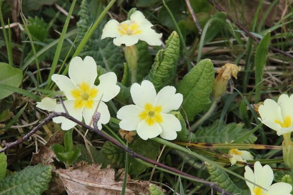 photo of Primrose