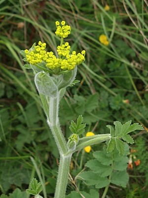 photo of Parsnip