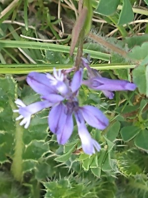 photo of Common Milkwort