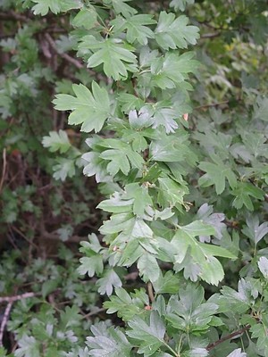photo of Hawthorn