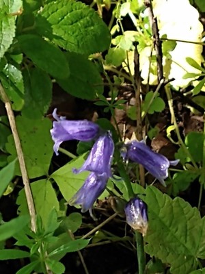 photo of Bluebell