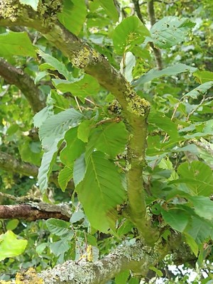 photo of Alder