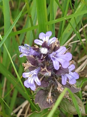photo of Bugle