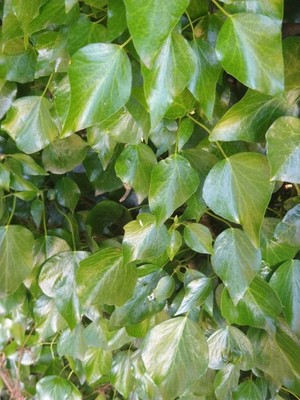 photo of Ivy