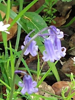 photo of Bluebell