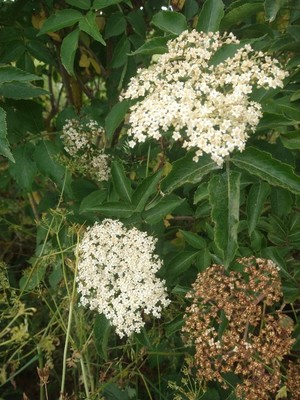 photo of Elder