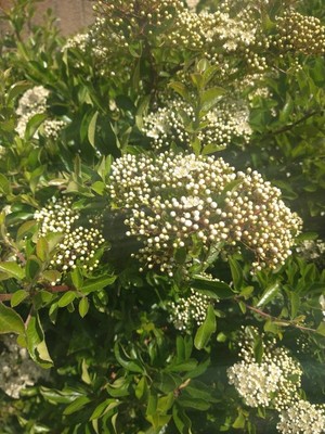 photo of Elder