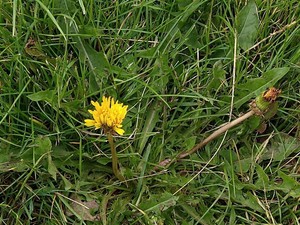 photo of Dandelion