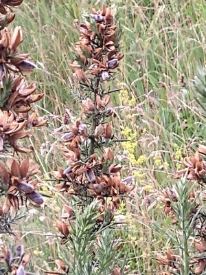 photo of Gorse