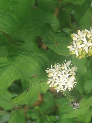 photo of Dogwood