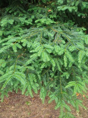 photo of Yew