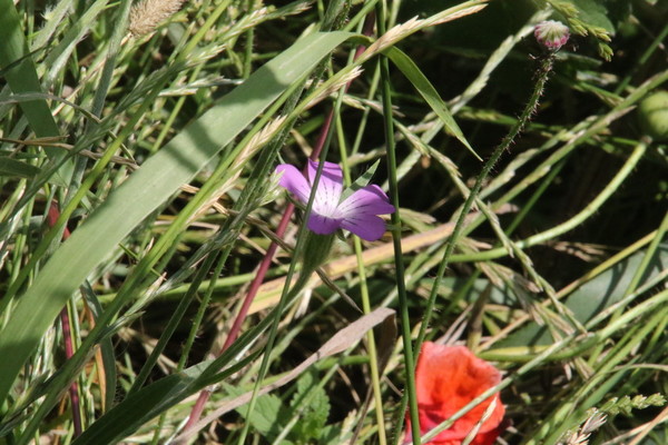 photo of Corncockle