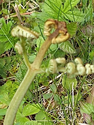 photo of Bracken