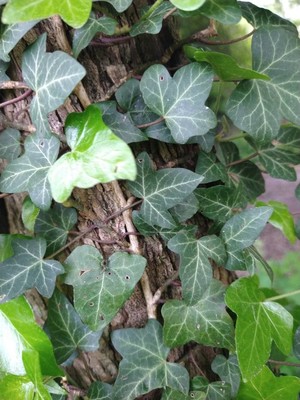 photo of Ivy