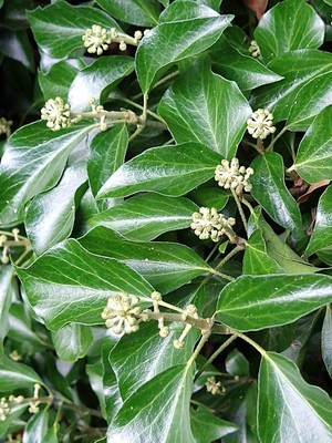 photo of Ivy