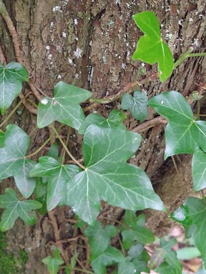 photo of Ivy
