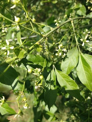 photo of Spindle