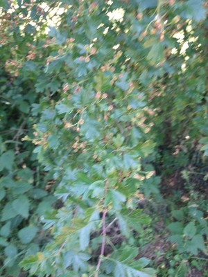 photo of Hawthorn