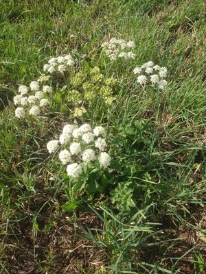 photo of Hogweed