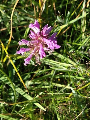 photo of Betony