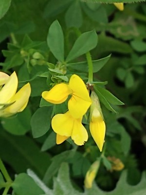 photo of Bird's Foot Trefoil