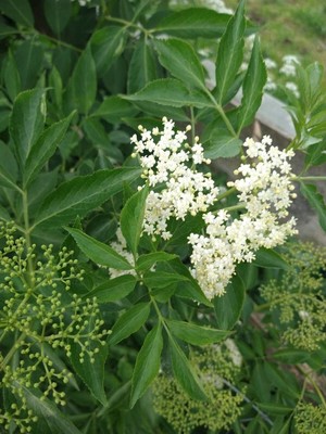 photo of Elder