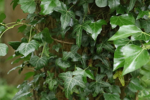 photo of Ivy