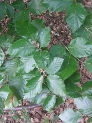 photo of Beech