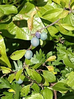 photo of Blackthorn