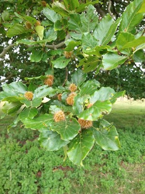 photo of Beech