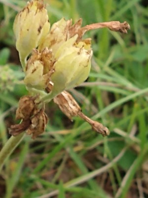 photo of Cowslip