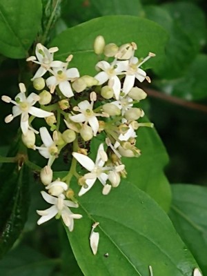 photo of Dogwood