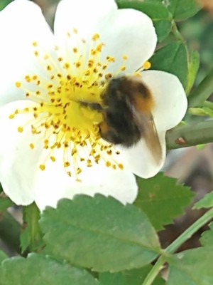 photo of Field Rose