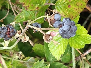 photo of Dewberry