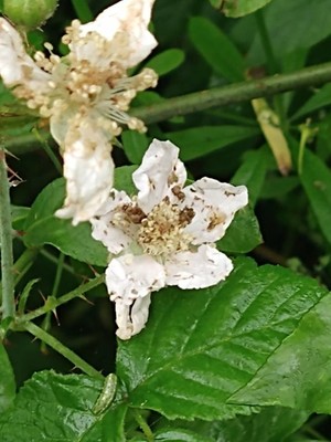 photo of Dewberry