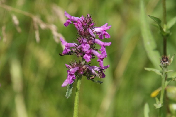 photo of Betony