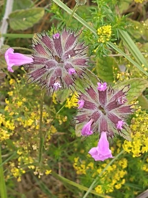photo of Wild Basil