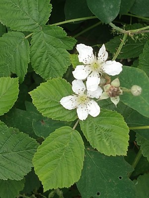 photo of Dewberry