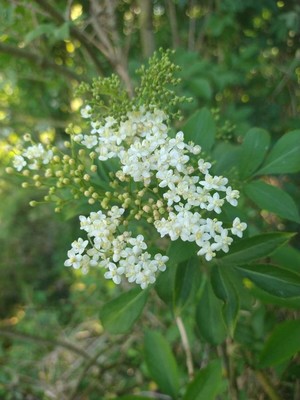 photo of Elder